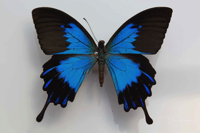 Papilio_ulysses