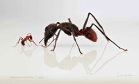 Camponotus_ligniperda_C._gigas1