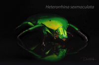 Käfer Heterorrhina sexmaculata1_NWZ