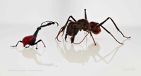 Trachelophorus_giraffae–Camponotus_gigas